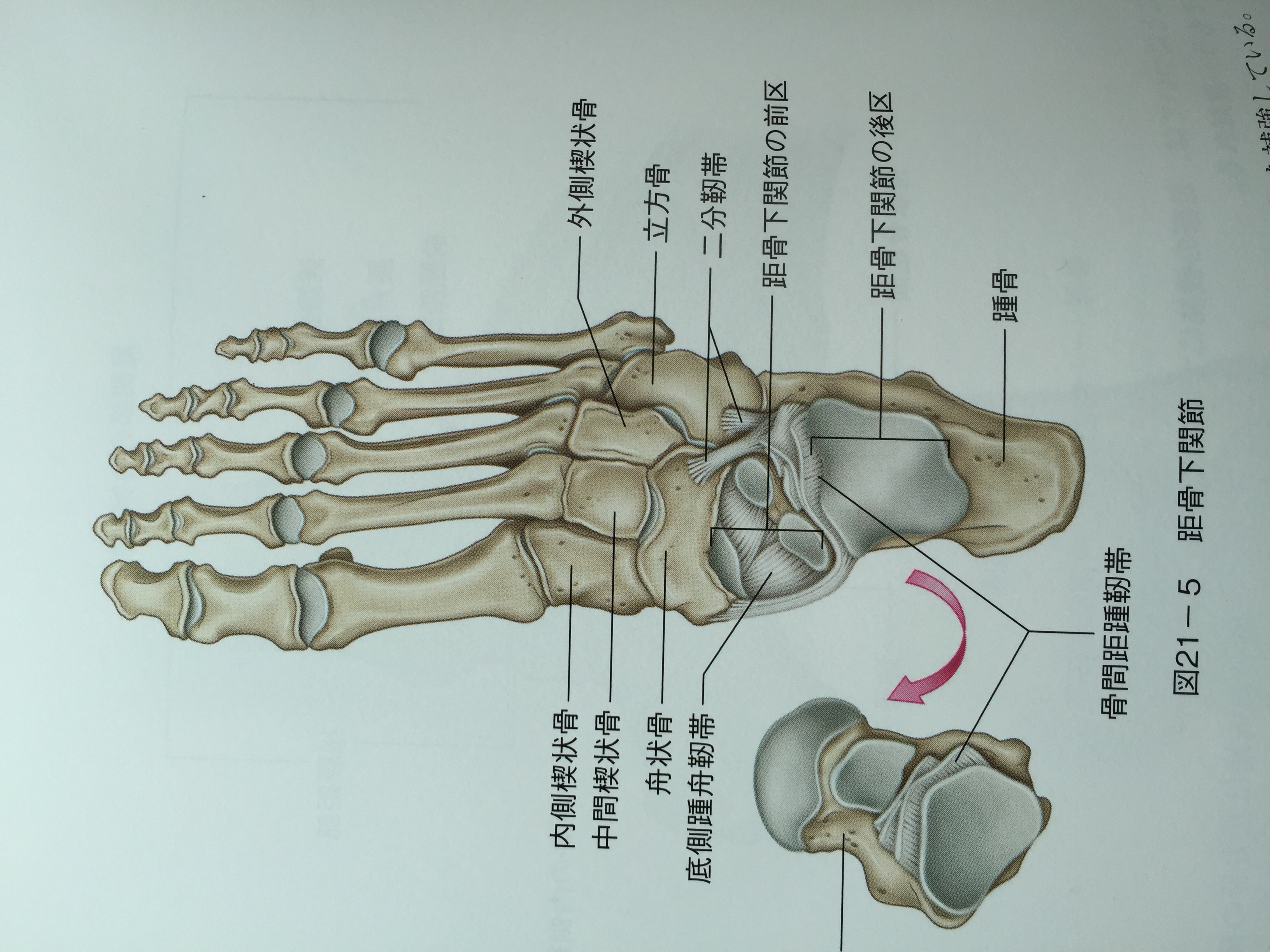 画像の説明